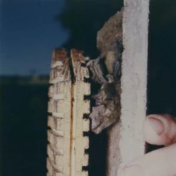 Schwegler 2F Bat Box With Double Front Panel -ARK WILDLIFE Sales 2DFP Bat in Box.jpg