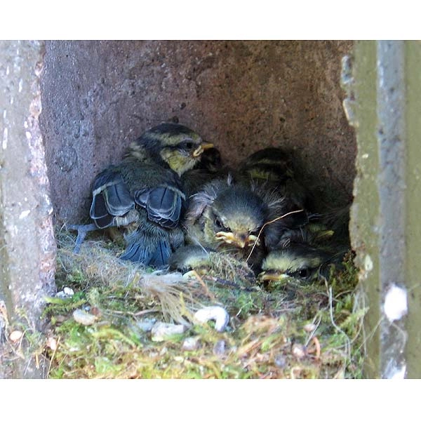 Schwegler 1B Hole Nest Box 26mm 5 Schwegler 1B Hole Nest Box 26mm - Image 3