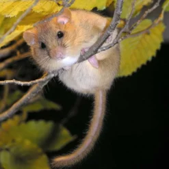 Dormouse House 7 Dormouse House -ARK WILDLIFE Sales Common Dormouse.jpg