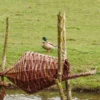 Round Duck Basket -ARK WILDLIFE Sales Duck Nest Basket.jpg