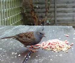 Front Page -ARK WILDLIFE Sales Dunnock.jpg