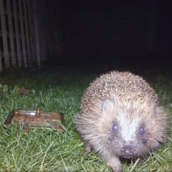 Schwegler Hedgehog Dome 9 Schwegler Hedgehog Dome -ARK WILDLIFE Sales Hedgehog Bowl.jpg
