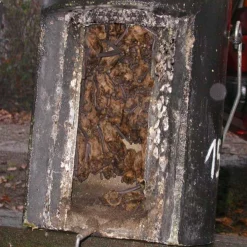 Schwegler 1FW Bat Hibernation Box -ARK WILDLIFE Sales Hibernation Bat Box 1FW.jpg