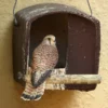 Schwegler No. 28 Kestrel Nestbox -ARK WILDLIFE Sales Kestrel.jpg