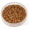 Live Mini Mealworms 1 X 120g Tub -ARK WILDLIFE Sales Mini Mealworms.jpg