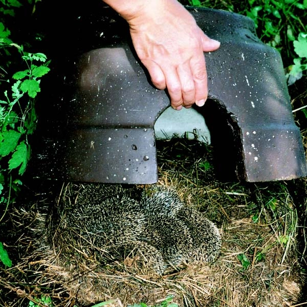 Schwegler Hedgehog Dome 5 Schwegler Hedgehog Dome - Image 3