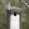 Schwegler 1B 26mm Hole Nestbox Green -ARK WILDLIFE Sales Nuthatch Schwegler.jpg