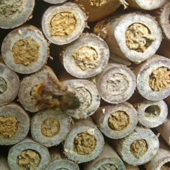 Natural Bee Log 7 Natural Bee Log -ARK WILDLIFE Sales Pollinating Bee Nests.jpg