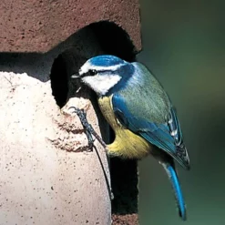 Schwegler 1B 32mm Hole Nestbox Brown -ARK WILDLIFE Sales Schwegler 1B.jpg 3