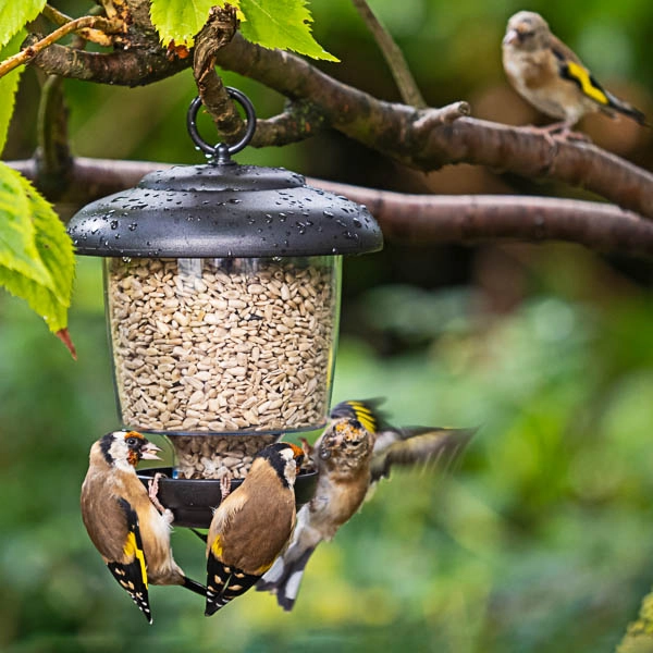 Front Page 37 Front Page -ARK WILDLIFE Sales little lantern bird feeder.jpg
