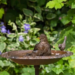 Old Iron Classic Bird Bath -ARK WILDLIFE Sales old iron classic bird bath.jpg