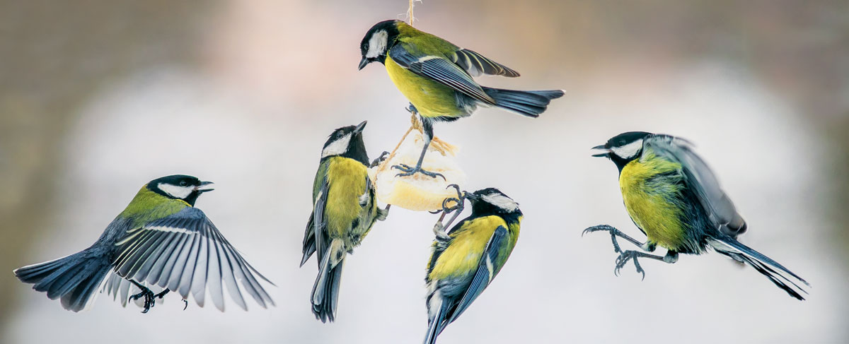 Front Page -ARK WILDLIFE Sales pet33