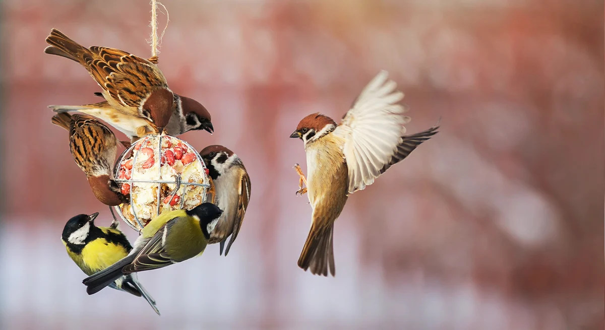 Front Page -ARK WILDLIFE Sales pet34