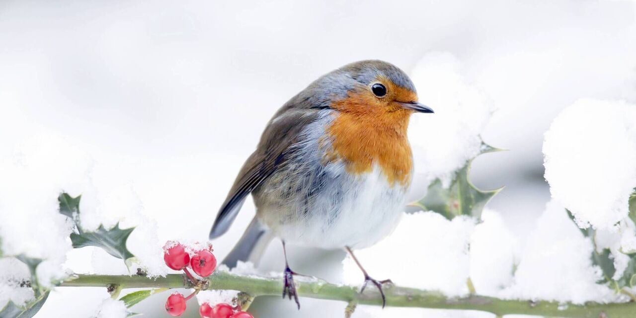 Front Page 17 Front Page -ARK WILDLIFE Sales pet35