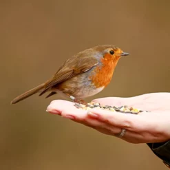 Bird Food Essentials Pack -ARK WILDLIFE Sales robin in hand.jpg